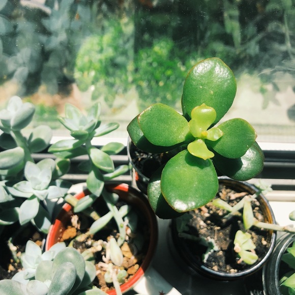 Meet your Posher, Dana - Picture 1 of 1